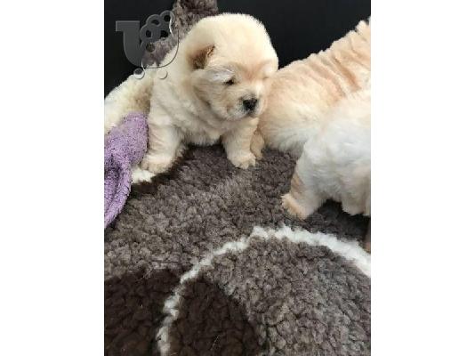 Chow chows διαθέσιμο kc reg